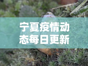 最新教程“德扑之星辅助软件”原来可以开挂